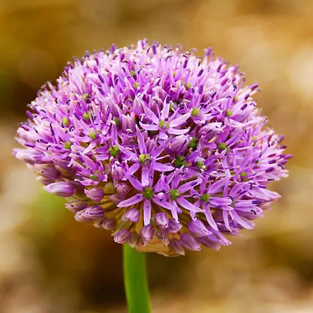 Rockville House Отель типа 