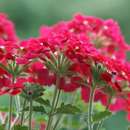 Rockville House לינה וארוחת בוקר