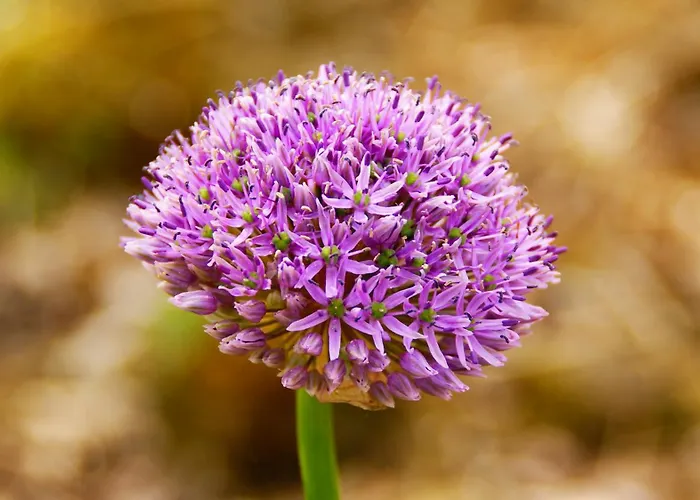 Rockville House Bed & Breakfast Cashel (Tipperary)