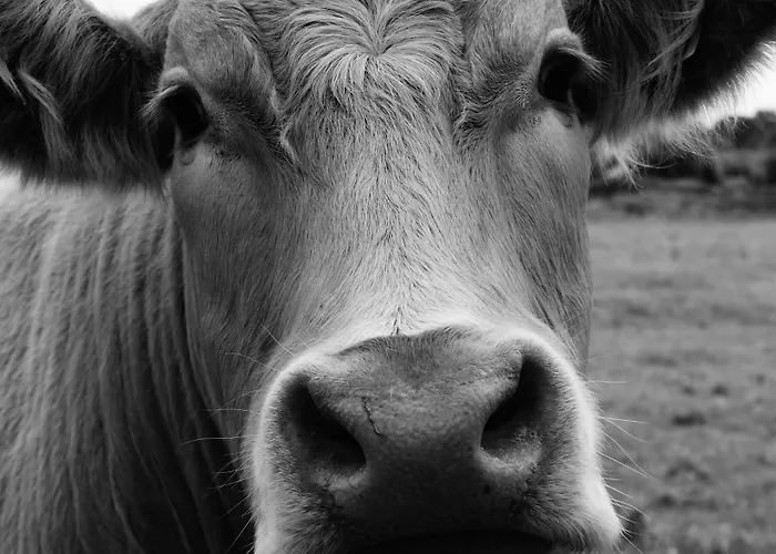 לינה וארוחת בוקר Rockville House 3*